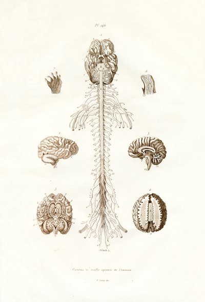Nervous system by French School